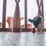 Furbo camera