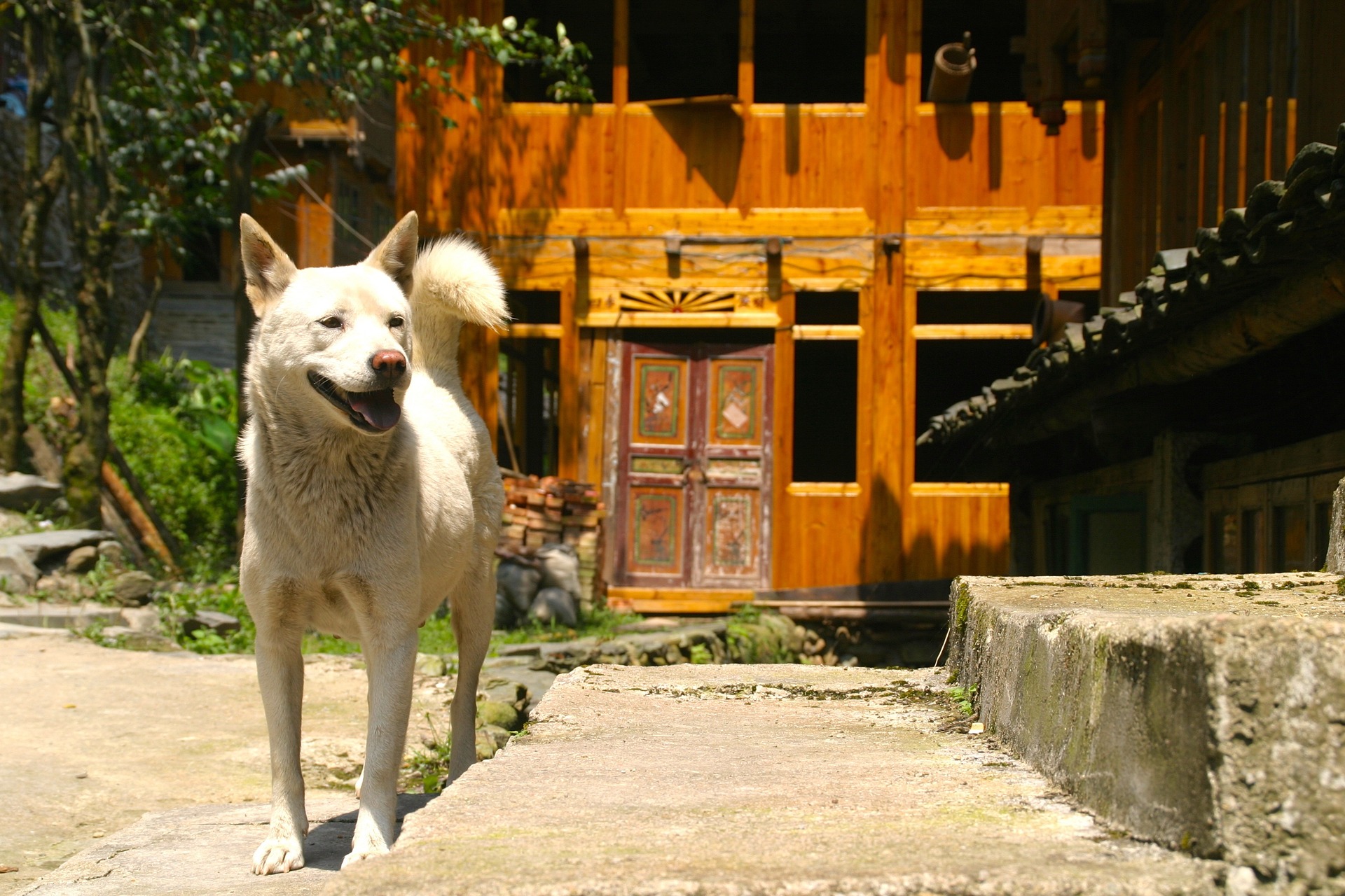 Chinese hondeneigenaren