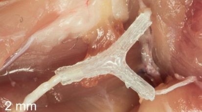 Herstelde rattenzenuw met geleider uit een 3D-printer