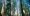 6975441-big-trees-forest