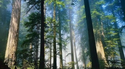 6975441-big-trees-forest
