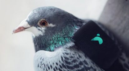 Plume Labs Pigeon Air Patrol