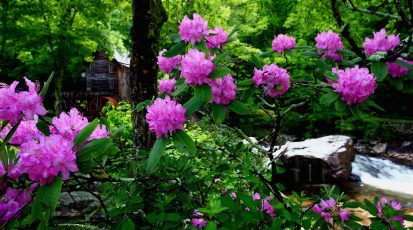 country-mill-summertime-flowers