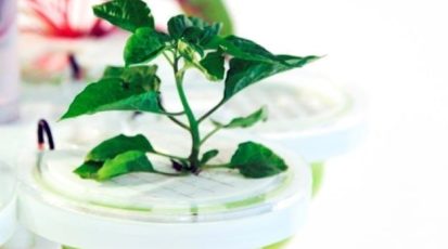 SproutsIO