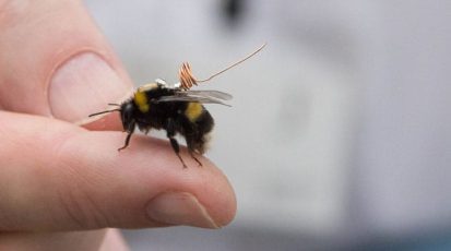 dnews-files-2015-03-bee-backpacks-track-foraging-finger-670-jpg