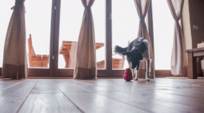 Furbo camera
