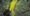 foursquare_pulse