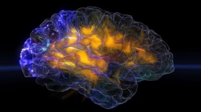 glass-brain