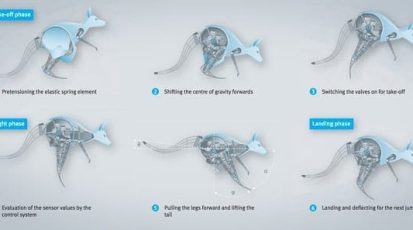 kangaroo_1.jpg.CROP.promovar-mediumlarge