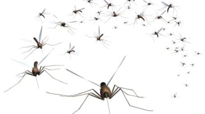 malaria