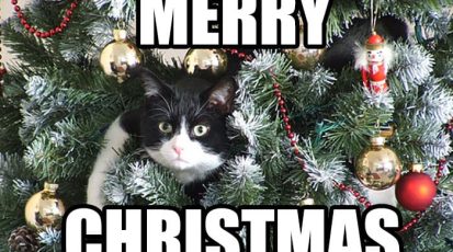 numrush-meme-merry-christmas-cat