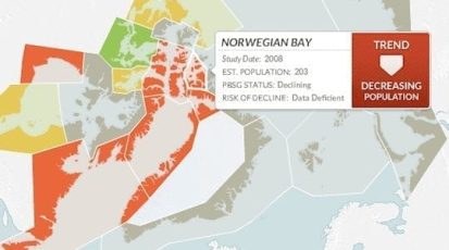 polarbears_numrush