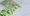 Luchtkwaliteit, groen, planten