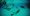 wild-dolphin-project-researchers-play-dolphins-get-them-communicate-them-1